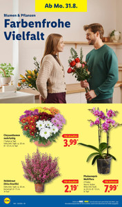 Lidl Prospekt - Lohnt sich.