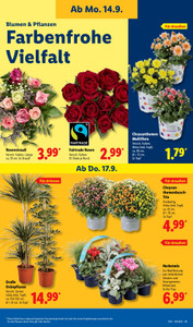 Lidl Prospekt - Angebote ab 14.09.