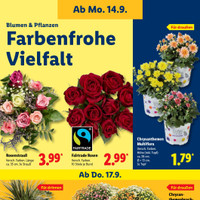 Lidl Prospekt Seite 23