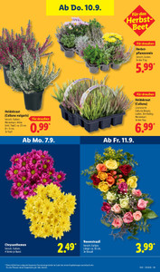 Lidl Prospekt - Angebote ab 07.09.