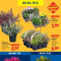 Lidl Prospekt Seite 27