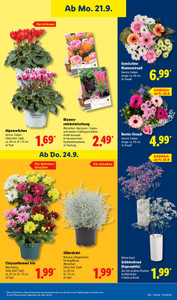 Lidl Prospekt - Angebote ab 21.09.