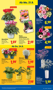 Lidl Prospekt - Angebote ab 21.09.