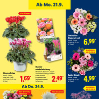 Lidl Prospekt Seite 21