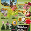 Hornbach Prospekt - Blumen