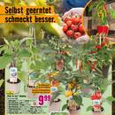 Hornbach Prospekt - Obst & Gemüse
