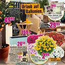 Hornbach Prospekt - Blumen