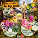 Hornbach Prospekt - Blumen