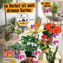 Hornbach Prospekt - Blumen