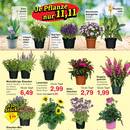Jawoll Prospekt - Blumen