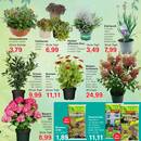 Jawoll Prospekt - Blumen