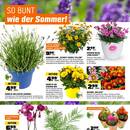 OBI Prospekt - Blumen