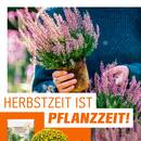OBI Prospekt - Herbstliche Angebote Angebote