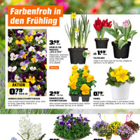 OBI Prospekt - Blumen