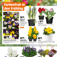 OBI Prospekt - Blumen