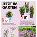 Blumen-Hoeren Prospekt Seite 2