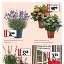 Blumen-Hoeren Prospekt Seite 3