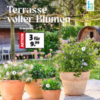 Blumen-Hoeren Prospekt Seite 2