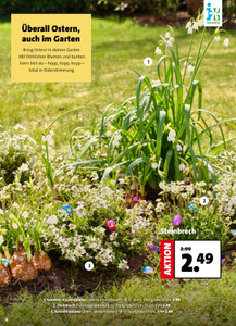 Blumen-Hoeren Prospekt - Angebote ab 28.02.