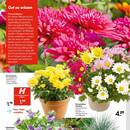 HELLWEG Prospekt - Blumen