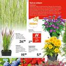 HELLWEG Prospekt - Blumen