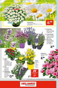 HELLWEG Prospekt - HELLWEG Die Profi-Bau- &