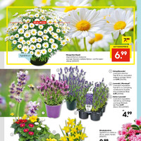 HELLWEG Prospekt - Blumen