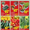 toom Baumarkt Prospekt - Obst & Gemüse