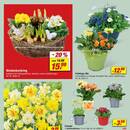 toom Baumarkt Prospekt - Blumen