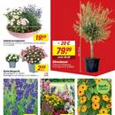toom Baumarkt Prospekt - Blumen