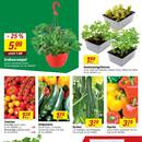 toom Baumarkt Prospekt - Obst & Gemüse