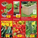 toom Baumarkt Prospekt - Obst & Gemüse
