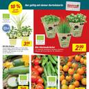 toom Baumarkt Prospekt - Obst & Gemüse
