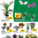 toom Baumarkt Prospekt - Blumen