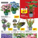toom Baumarkt Prospekt - Blumen