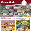 toom Baumarkt Prospekt - Herbstliche Angebote Angebote
