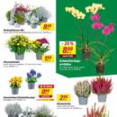 toom Baumarkt Prospekt - Herbstliche Angebote Angebote