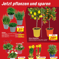 toom Baumarkt Prospekt - Blumen