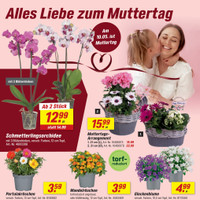 toom Baumarkt Prospekt - Blumen