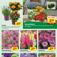 toom Baumarkt Prospekt - Blumen