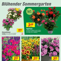 toom Baumarkt Prospekt - Blumen