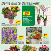 toom Baumarkt Prospekt - Blumen