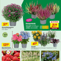 toom Baumarkt Prospekt - Blumen