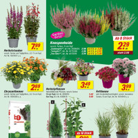 toom Baumarkt Prospekt - Blumen