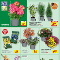 toom Baumarkt Prospekt - Blumen