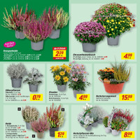 toom Baumarkt Prospekt - Blumen