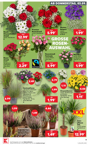 Kaufland Prospekt - Angebote ab 03.09.
