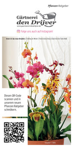 Gärtnerei den Drijver Prospekt - Angebote ab 31.01.