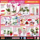 NORMA Prospekt - Blumen