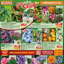 NORMA Prospekt - Blumen